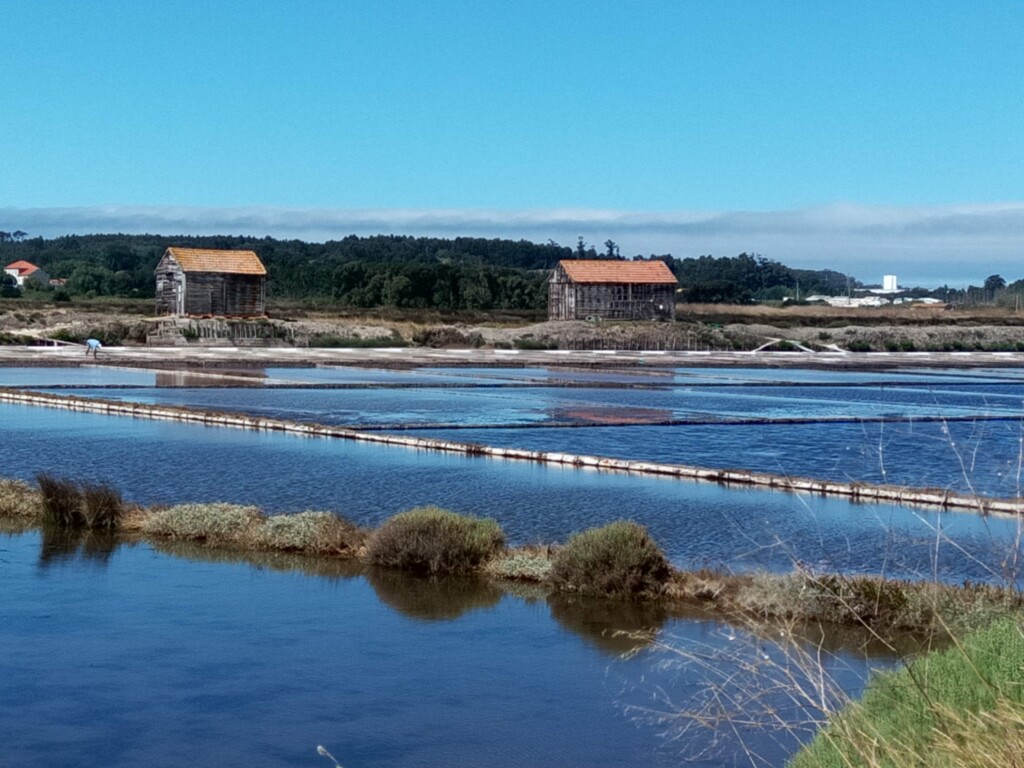 Salgado Figueira da Foz